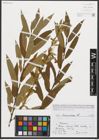 Foto von Salix triandra L.